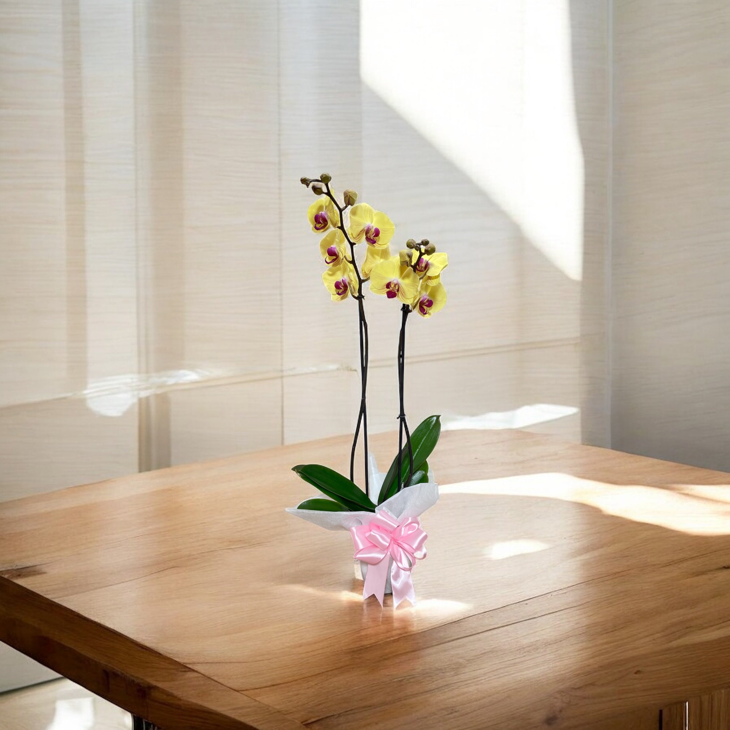 Orquídea Amarilla Premium en Maceta