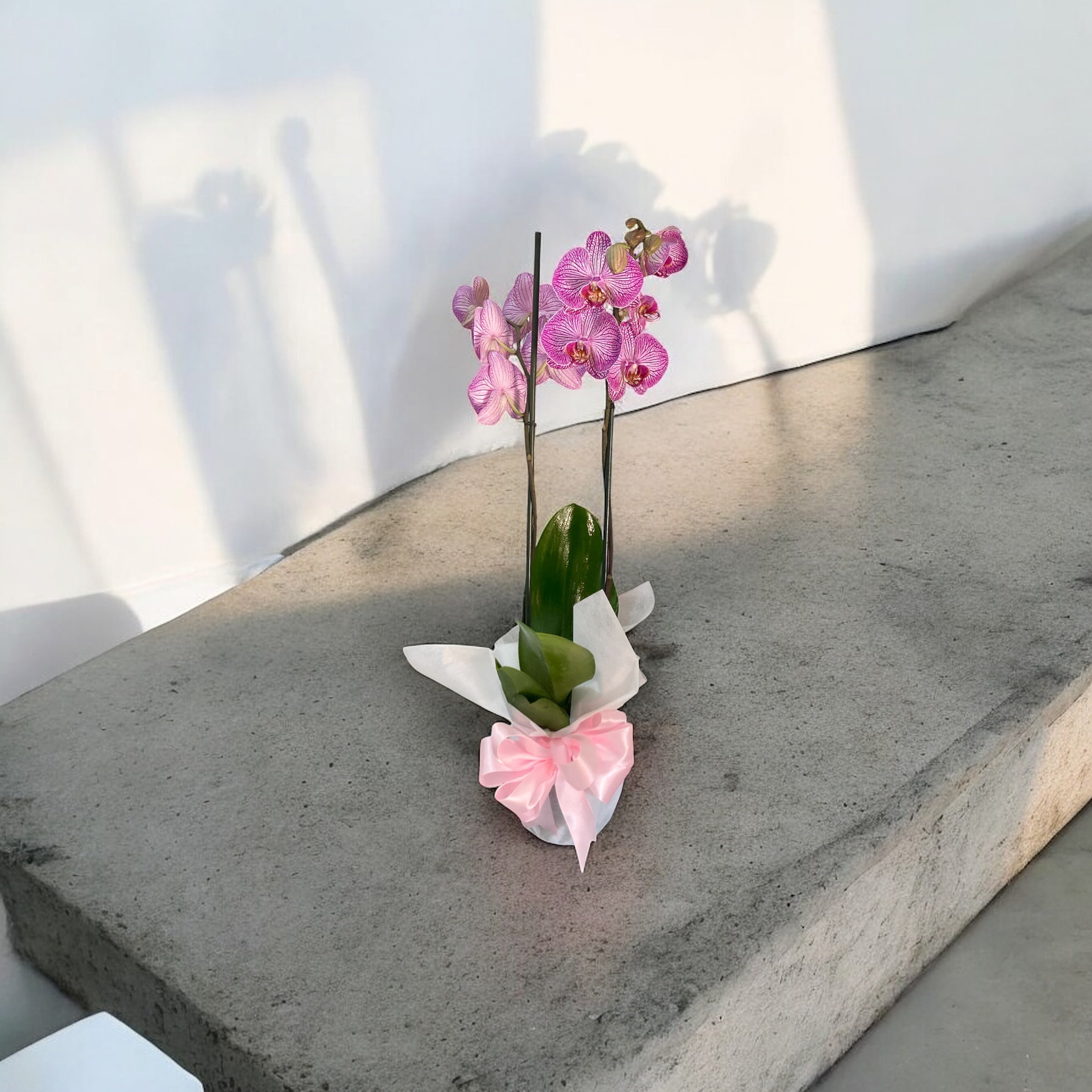 Orquídea Phalaenopsis Rosa Rayada con Envoltura | Regalo Elegante CDMX