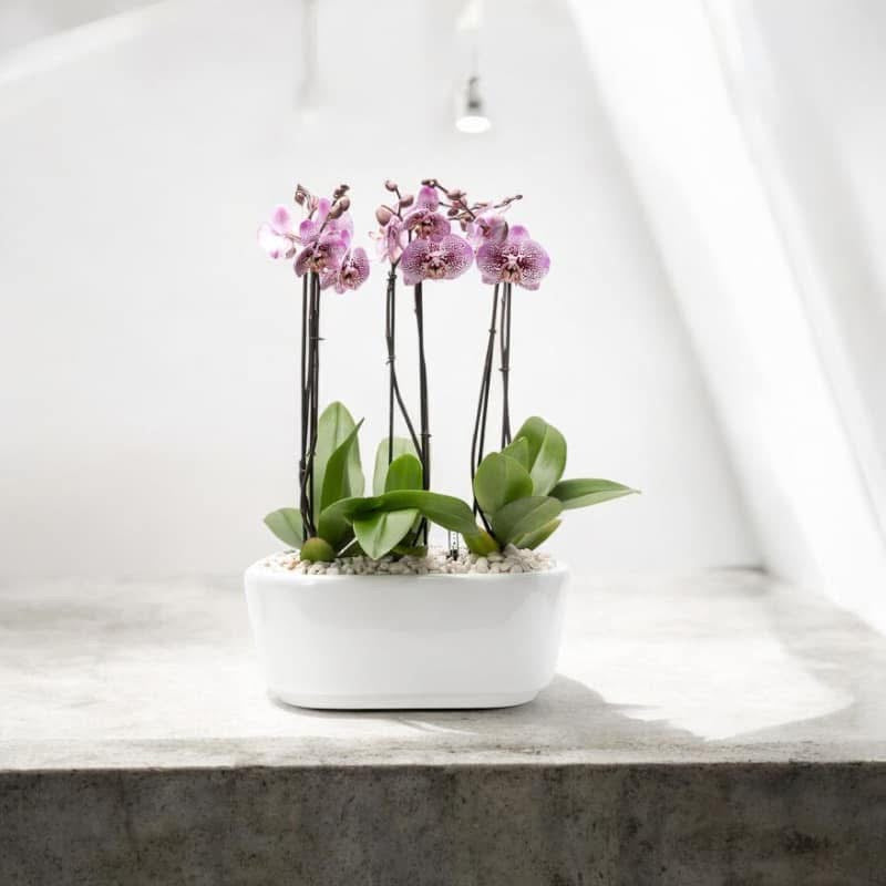 Orquídea Phalaenopsis Múltiples Varas | Diseño Moderno a Domicilio