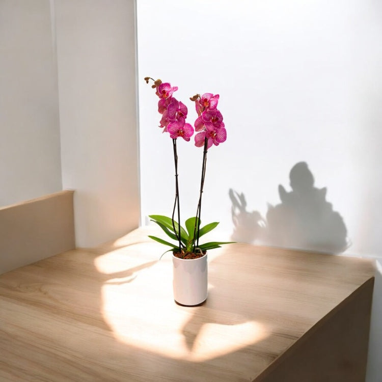 Orquídea Phalaenopsis Fucsia Rayada | Planta de Elegancia Moderna CDMX