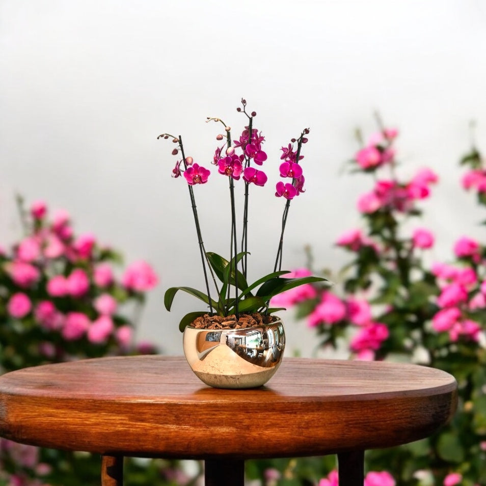 2 Orquídea Fucsia en Maceta de Lujo Dorada | Planta Elegante CDMX
