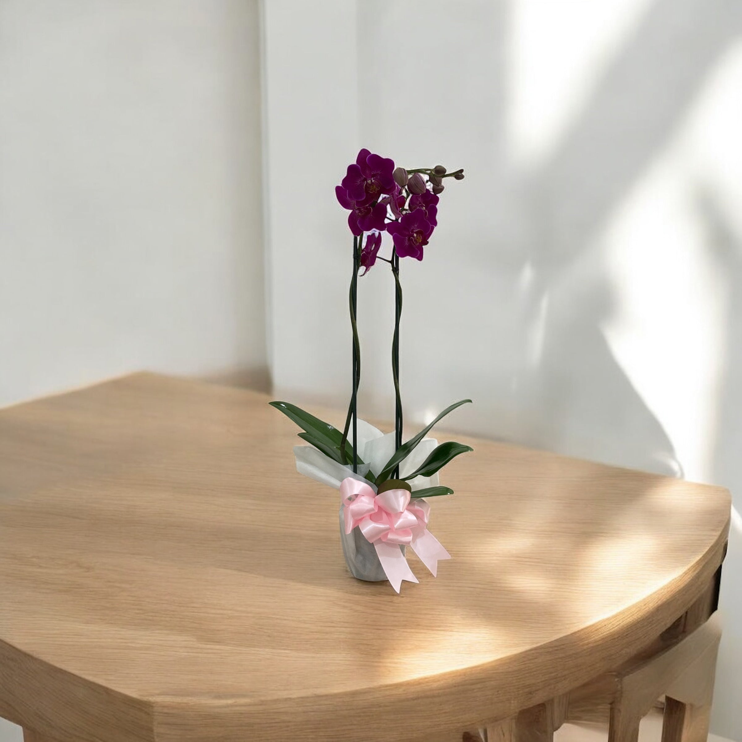 Orquídea Morada de Regalo | Elegancia y Admiración