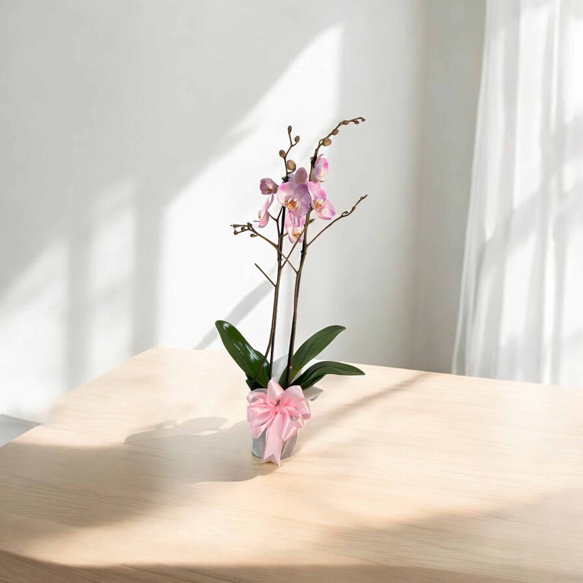 Orquídea Rosa Pálido a Domicilio | Planta Elegante CDMX y Edomex