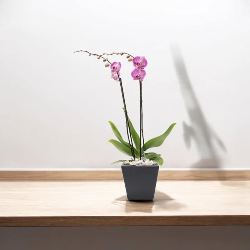 Orquídea Phalaenopsis Rosa en Maceta Negra | Planta Elegante CDMX