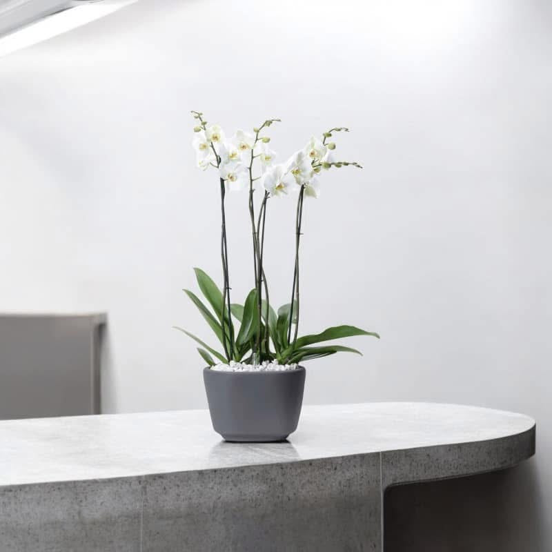 Orquídea Phalaenopsis Blanca para Decoración | Planta Elegante a Domicilio