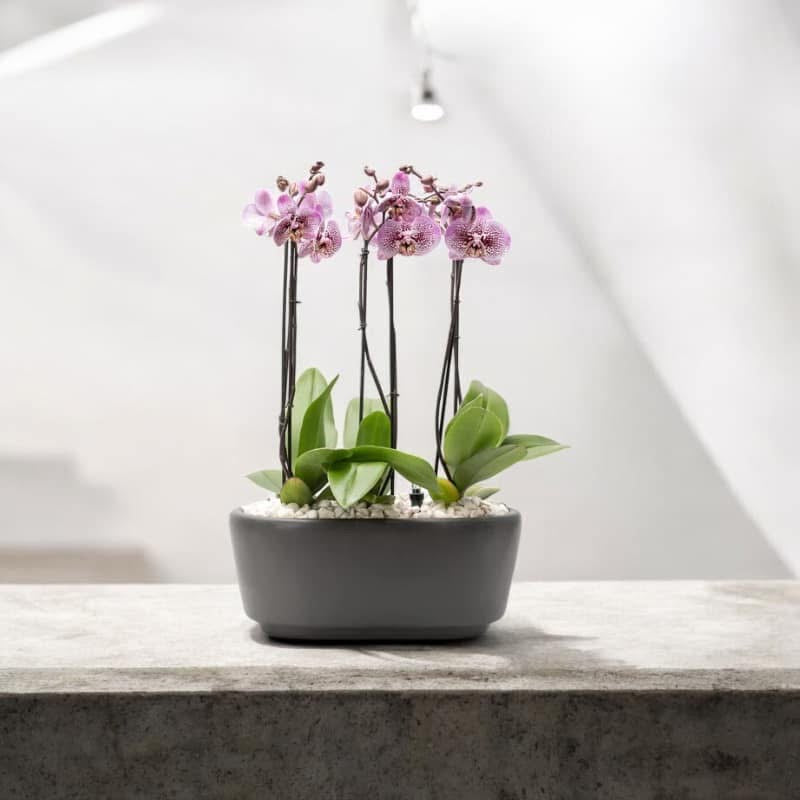 Orquídea Phalaenopsis Múltiples Varas | Diseño Moderno a Domicilio