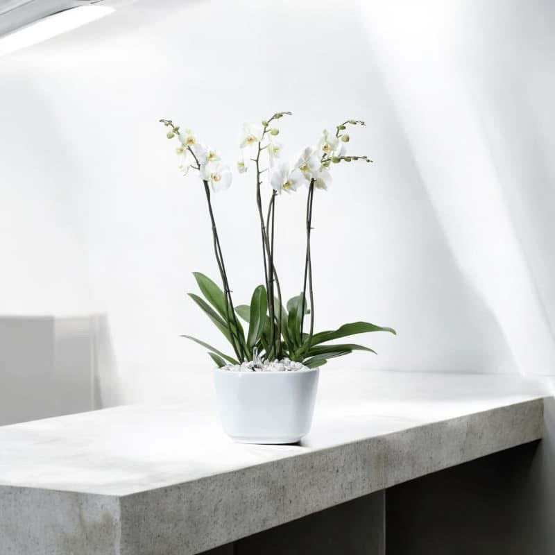 Orquídea Phalaenopsis Blanca para Decoración | Planta Elegante a Domicilio